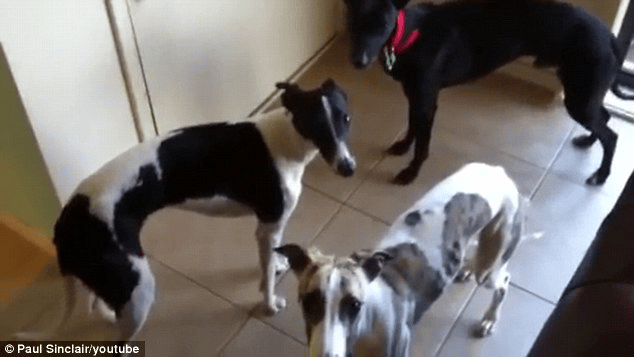 The Happiness Plan Group Experience animal photo challenge