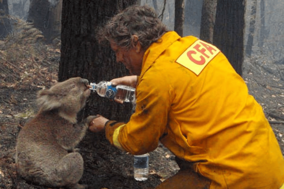 The Happiness Plan photo challenge - firefighter and koala