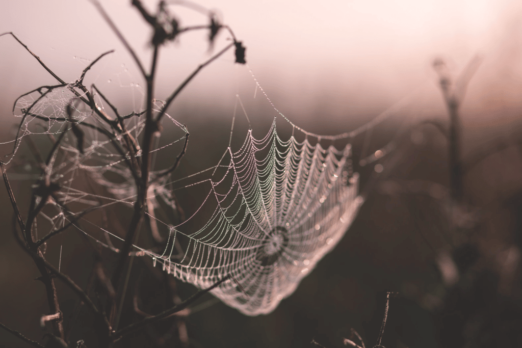 #thehappinessplan image inspiration: spiderweb